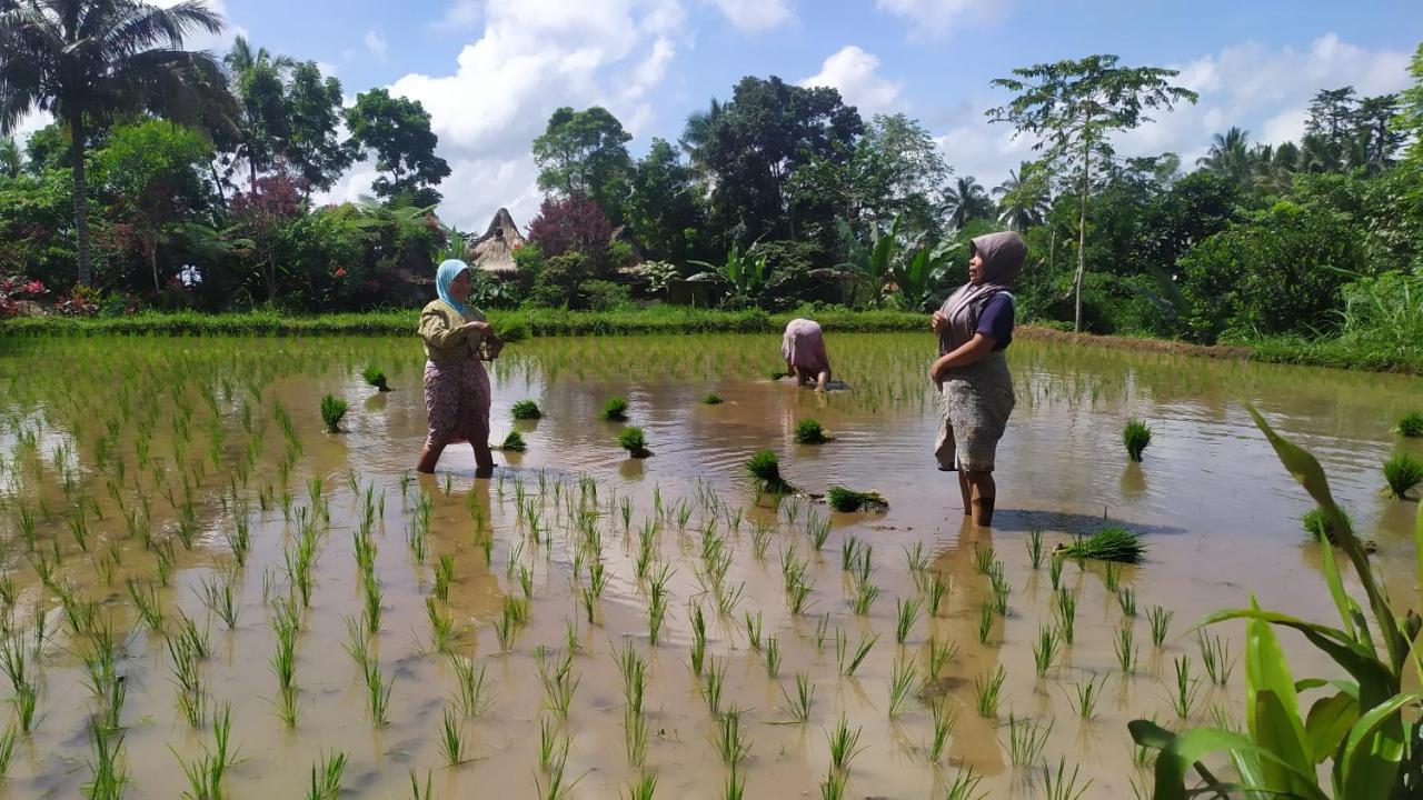 Jaya Homestay Tetebatu Εξωτερικό φωτογραφία